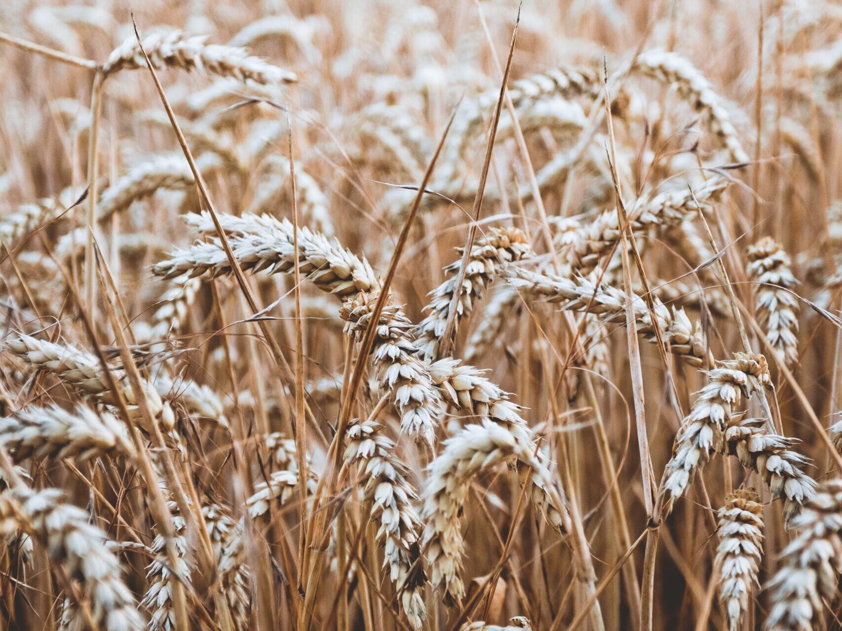 0e8285101_1548353800_niklas-hamann-741663-unsplash