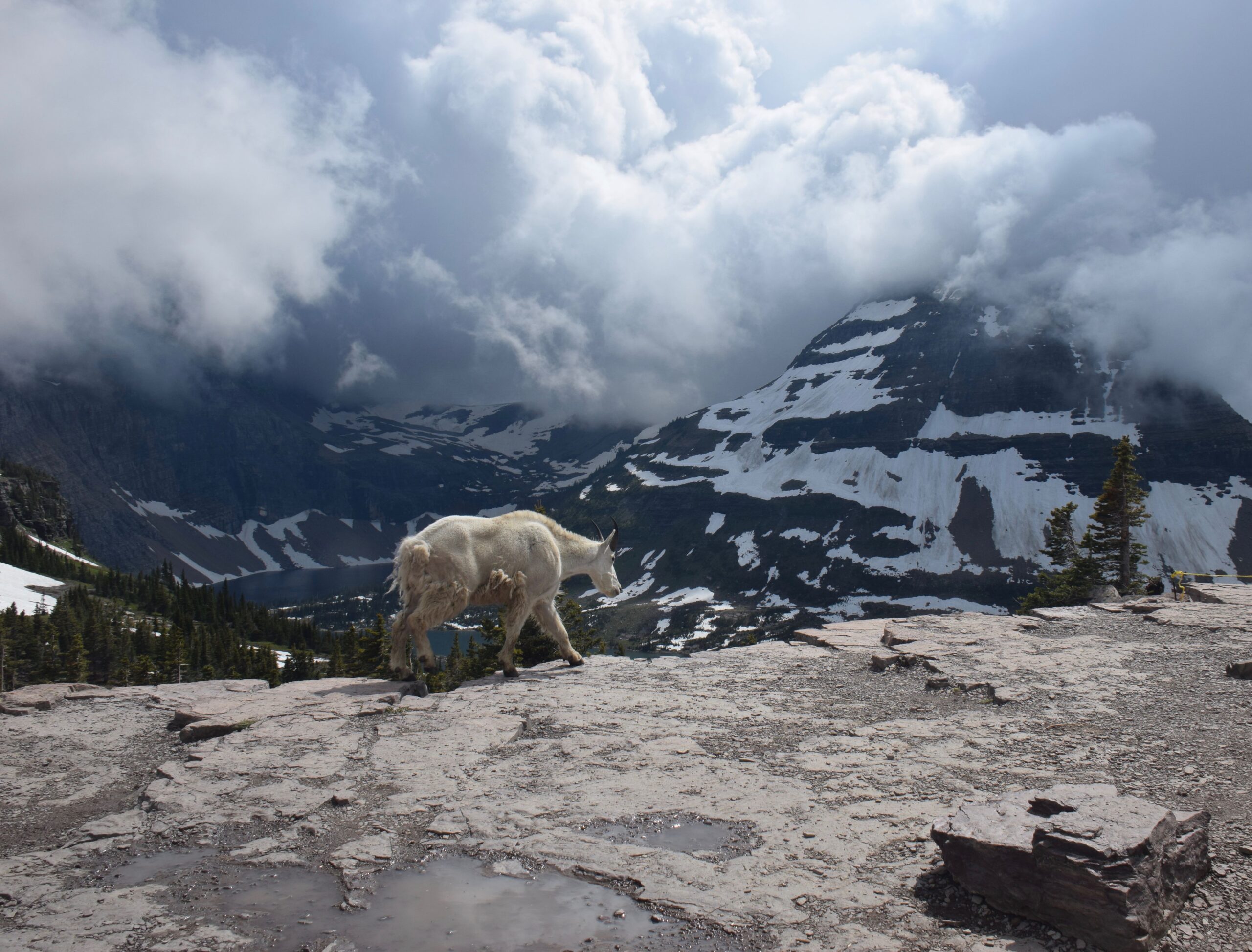 The Witness of God's Creation