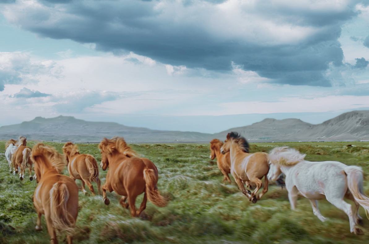 cropped photo of horses